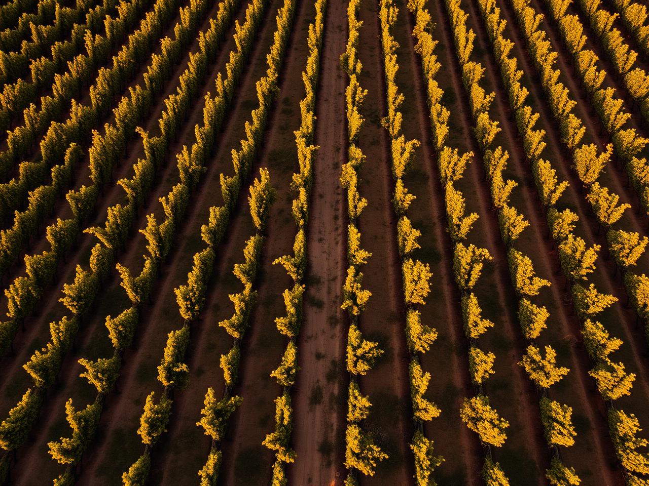 Vineyard rows in Southern Italy